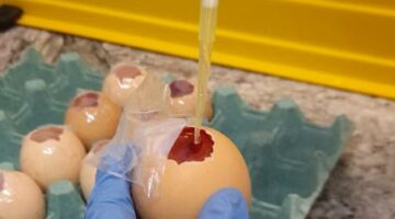 Aplicação de substância na membrana de ovos de galinha para realização de testes de medicamentos.