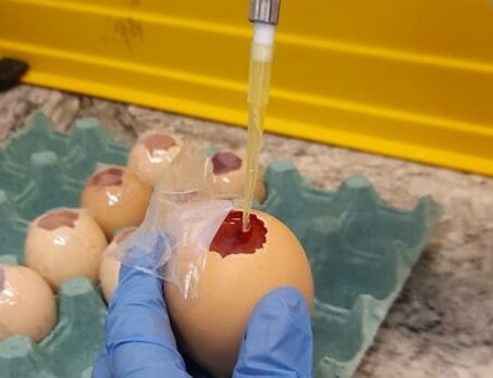 Aplicação de substância na membrana de ovos de galinha para realização de testes de medicamentos.
