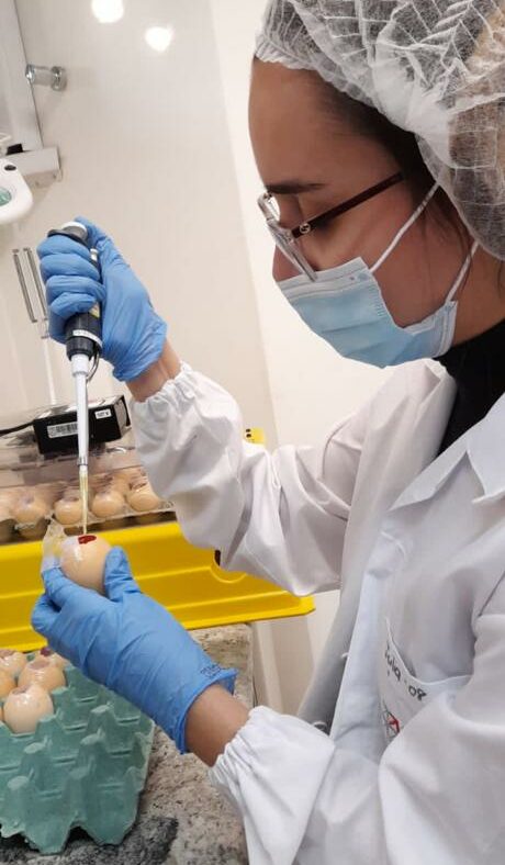 Ovos de galinha sendo utilizados por pesquisadora para testes