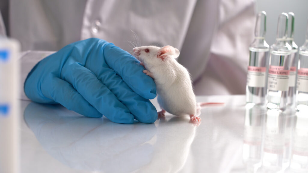 Rato de laboratório próximo a mão de um pesquisador
