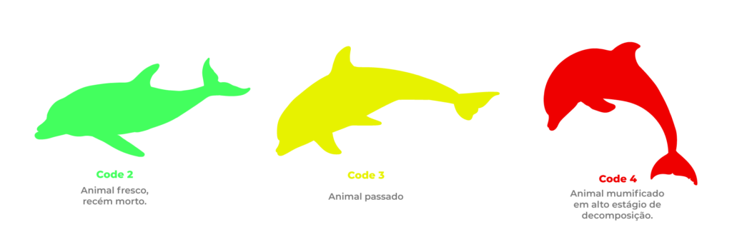 classificação de cetáceos